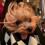 Dog & SNACK 恋（れん）いわき市平田町　いわきずむ