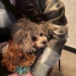 Dog & SNACK 恋（れん）いわき市平田町　いわきずむ