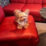 Dog & SNACK 恋（れん）いわき市平田町　いわきずむ