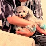 Dog & SNACK 恋（れん）いわき市平田町　いわきずむ