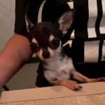 Dog & SNACK 恋（れん）いわき市平田町　いわきずむ