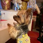 Dog & SNACK 恋（れん）いわき市平田町　いわきずむ