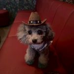 Dog & SNACK 恋（れん）いわき市平田町　いわきずむ