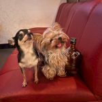 Dog & SNACK 恋（れん）いわき市平田町　いわきずむ