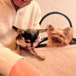 Dog & SNACK 恋（れん）いわき市平田町　いわきずむ