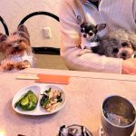 Dog & SNACK 恋（れん）いわき市平田町　いわきずむ