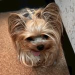 Dog & SNACK 恋（れん）いわき市平田町　いわきずむ