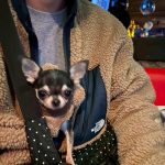 Dog & SNACK 恋（れん）いわき市平田町　いわきずむ